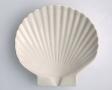 Shelly<br/>patera muszla